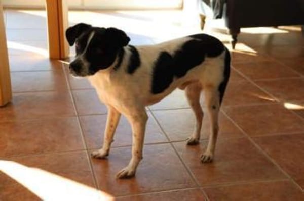 BINO -Kuschelbär sucht Herzenszuhause-