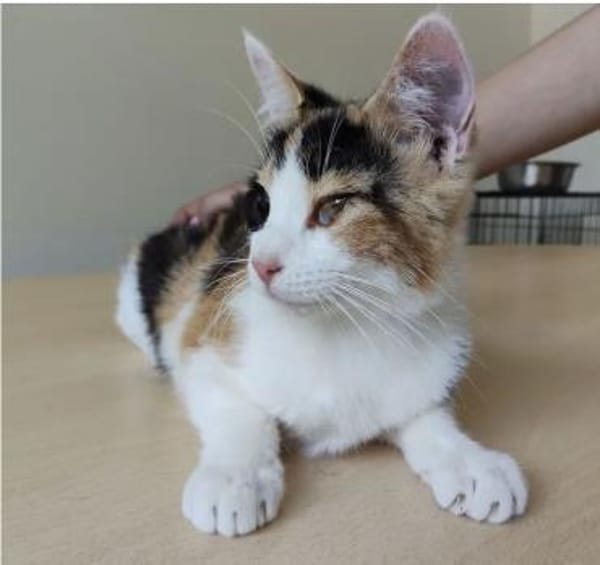 Amapola - blind,  aber  ganz entzückend!