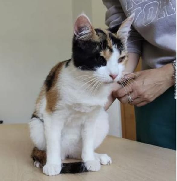 Amapola - blind,  aber  ganz entzückend!