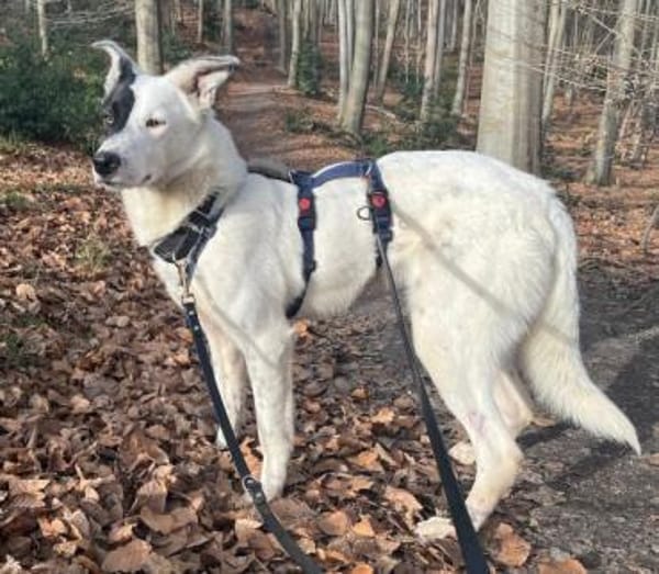 MICKY -sanfter Entdecker mit klugem Köpf