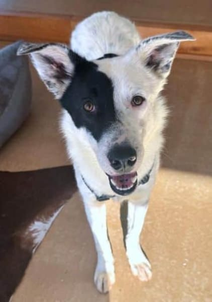 MICKY -sanfter Entdecker mit klugem Köpf