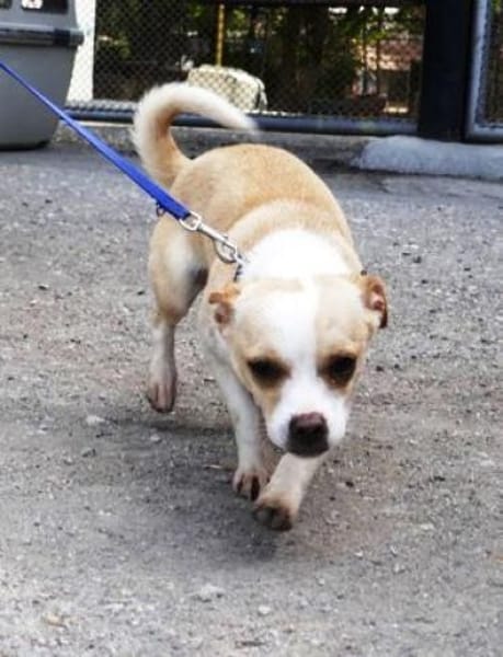 Pheebe ist ein süßer, lieber Feger!