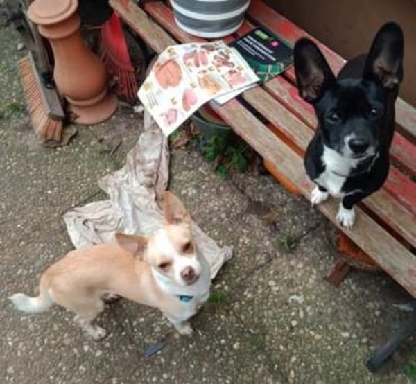 Pheebe ist ein süßer, lieber Feger!