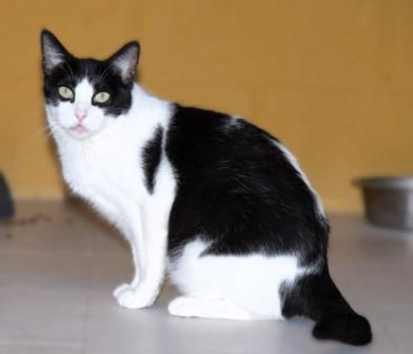 Stacy - sehr gutmütig und freundlich