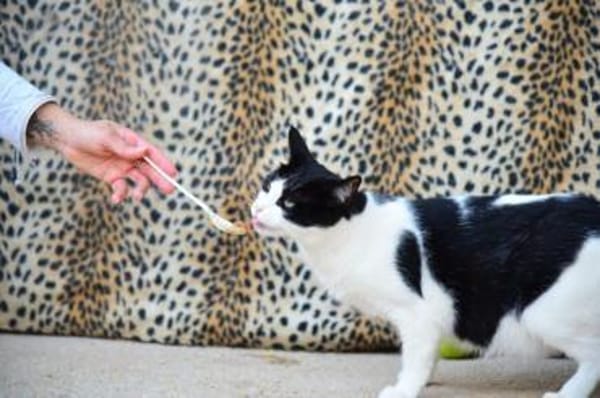 Stacy - sehr gutmütig und freundlich