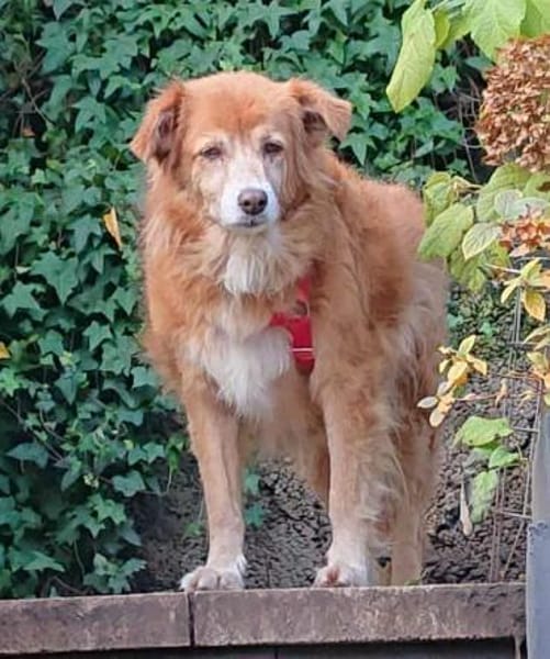 Mirtilla Pflegestelle in Bayern