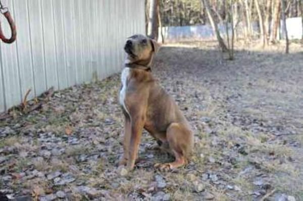 Franky, su. erfahrene Besitzer