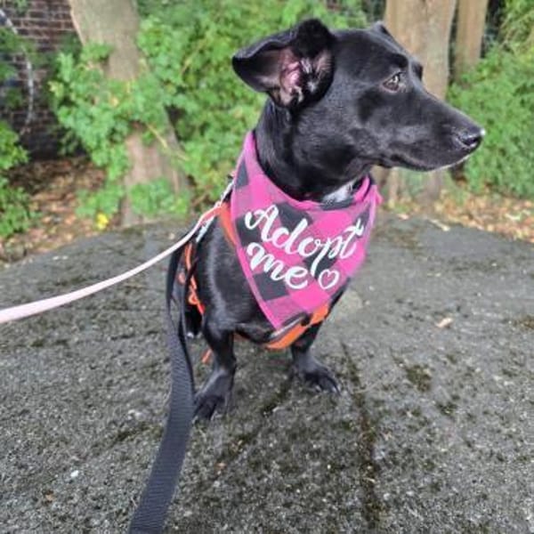 Die kleine Ivy ist eine Frohnatur !