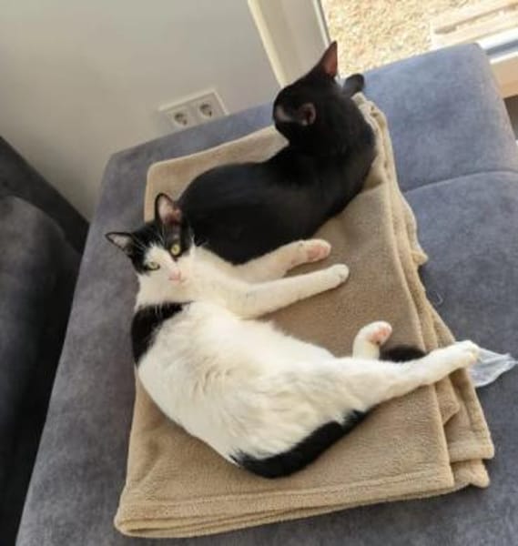 Lica - sehr verschmustes Kuhfellchen