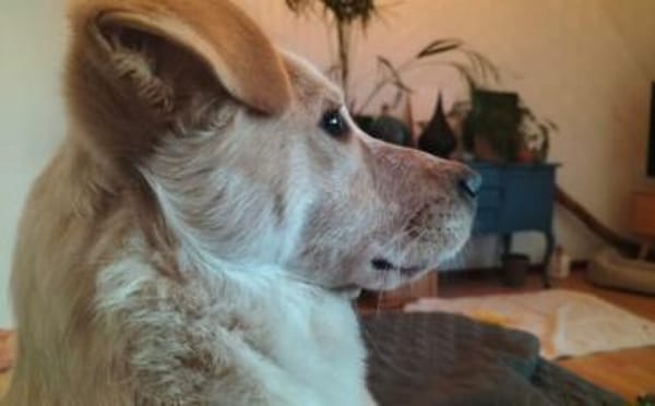 Kasimus sucht ein ländliches Zuhause