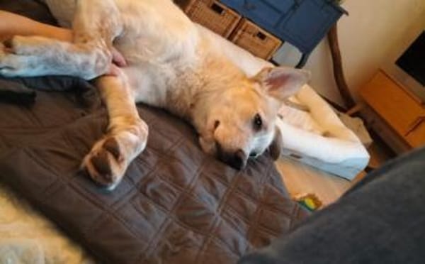 Kasimus sucht ein ländliches Zuhause