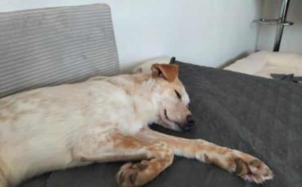 Kasimus sucht ein ländliches Zuhause