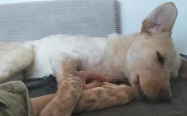 Kasimus sucht ein ländliches Zuhause