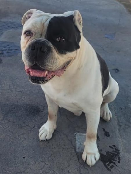 Captain, zurückhaltender Clown