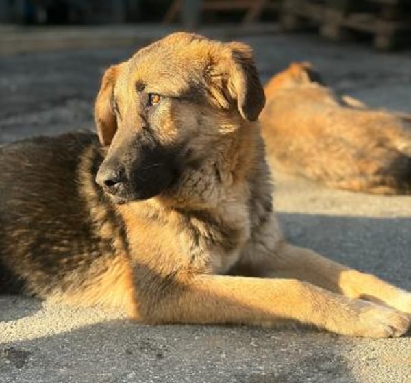 SISSY - verspielt und menschenbezogen