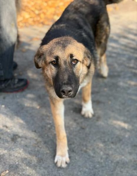 SISSY - verspielt und menschenbezogen