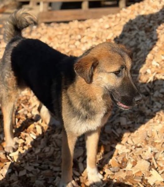 SISSY - verspielt und menschenbezogen