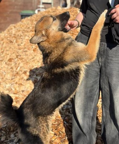 SISSY - verspielt und menschenbezogen