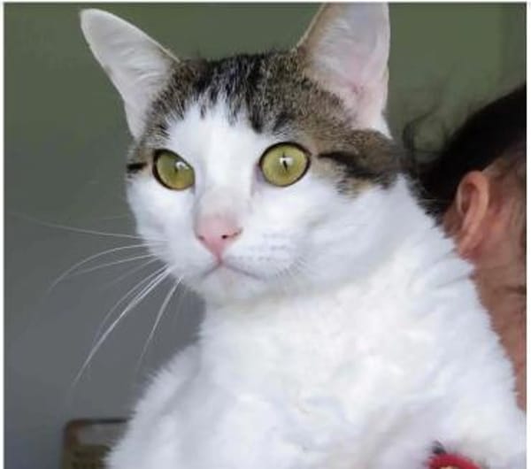 Rafaela - super süß und verschmust