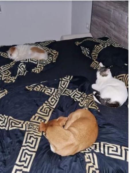 Rafaela - super süß und verschmust