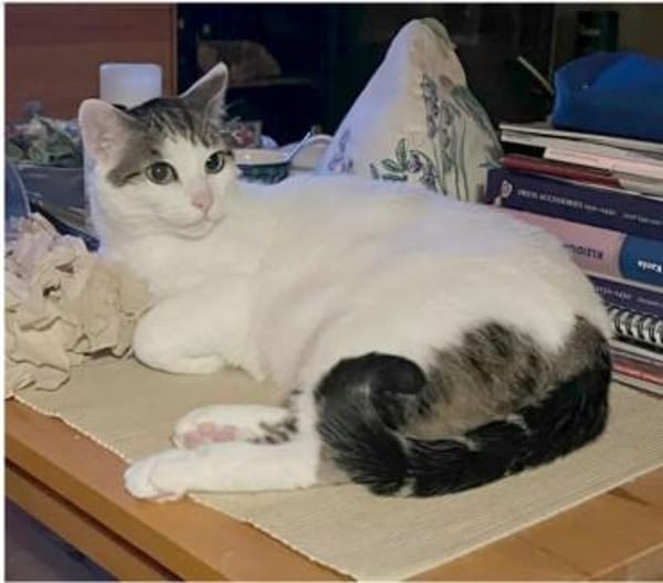 Rafaela - super süß und verschmust