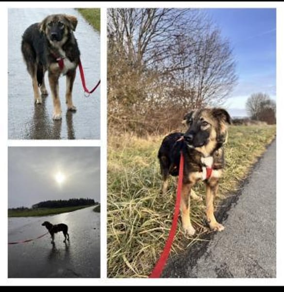 Scotty dringend Zuhause gesucht