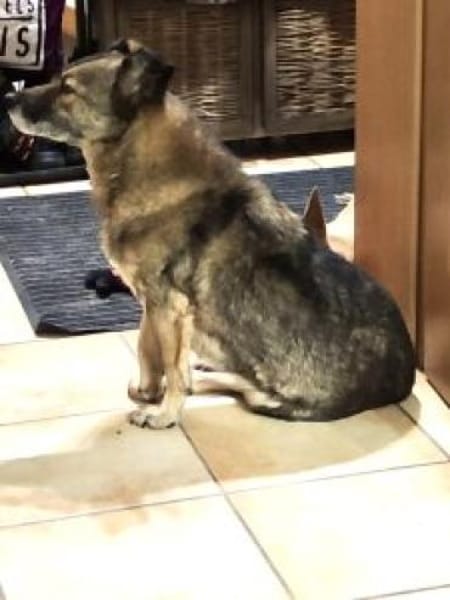 Schnuppi 35 cm (Pflegestelle)