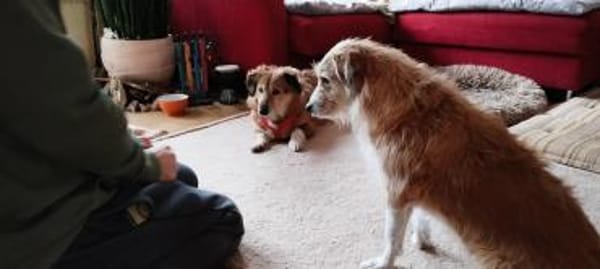 kleine süße Vicky auf PS in 90562