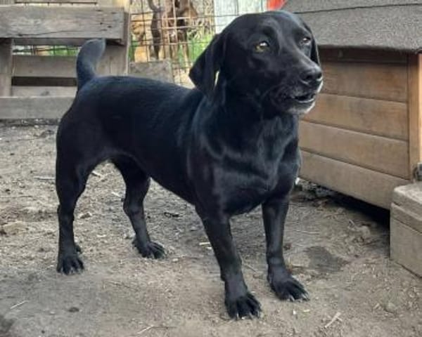 BAGHIRA auf PS in 91... Heiligenstadt