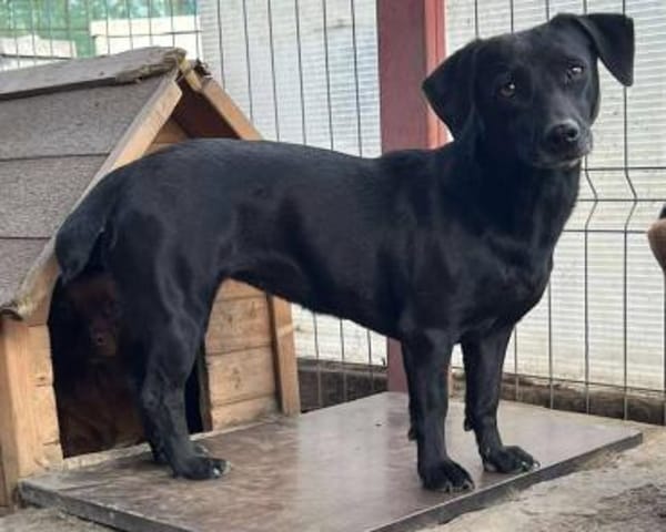 BAGHIRA auf PS in 91... Heiligenstadt