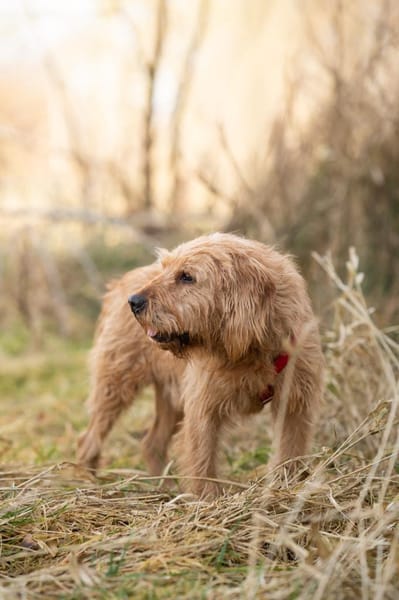 Oscar - leise Seele sucht sichere Hände