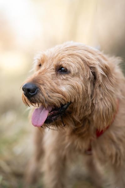 Oscar - leise Seele sucht sichere Hände