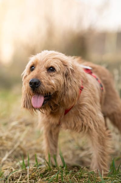 Oscar - leise Seele sucht sichere Hände