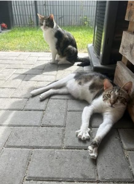 Piaget (mit Lilú)-ein süßer Kuschelkater