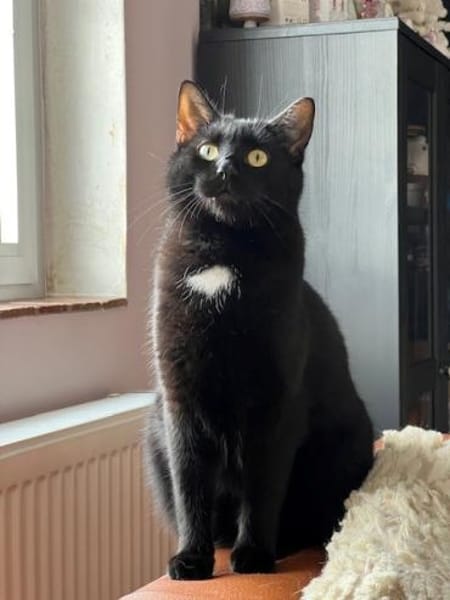 Marty-  verspielt, neugierig & lieb