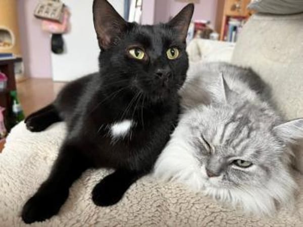 Marty-  verspielt, neugierig & lieb