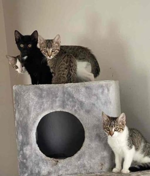 Marty-  verspielt, neugierig & lieb