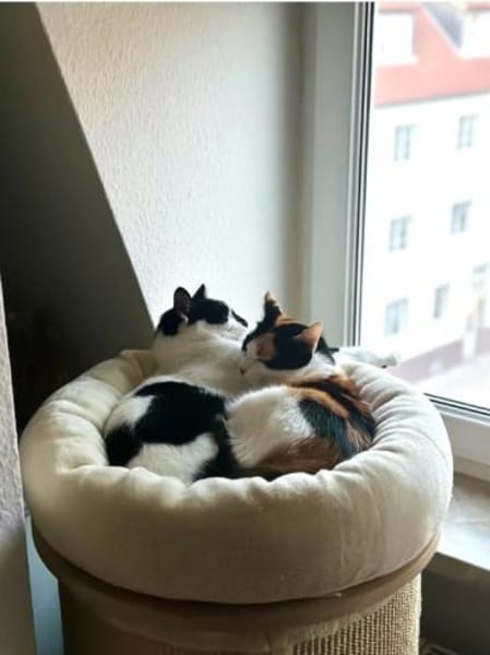 Pepper (+Fernando)-liebe schöne Tricolor