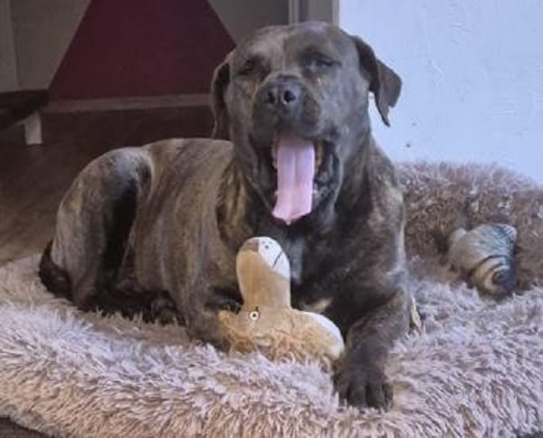 Mogli - Cane Corso-Mix in PLZ 49610