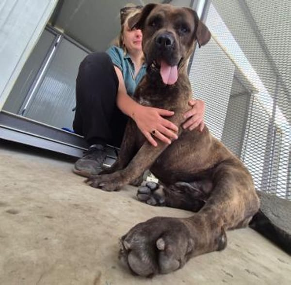 Mogli - Cane Corso-Mix in PLZ 49610