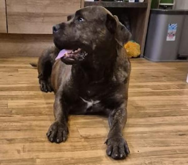 Mogli - Cane Corso-Mix in PLZ 49610