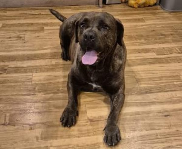 Mogli - Cane Corso-Mix in PLZ 49610