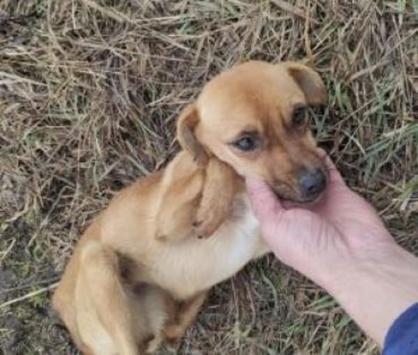 Camilla 30 cm (Pflegestelle)