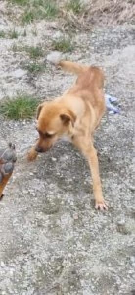 Camilla 30 cm (Pflegestelle)