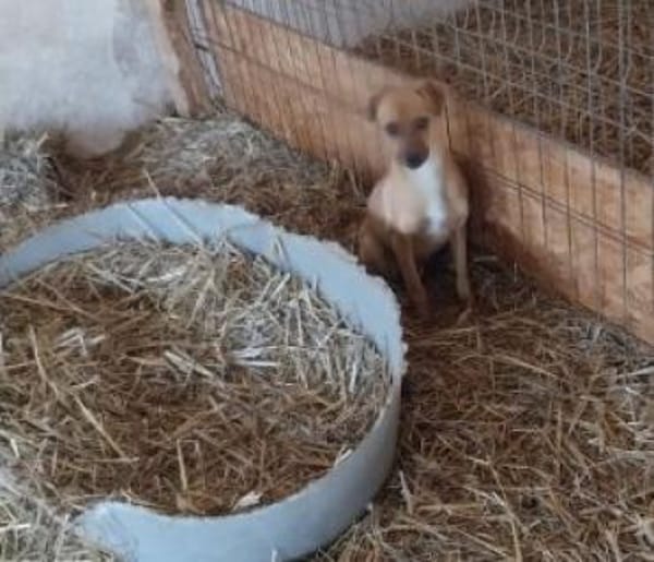 Camilla 30 cm (Pflegestelle)