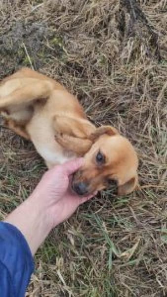 Camilla 30 cm (Pflegestelle)