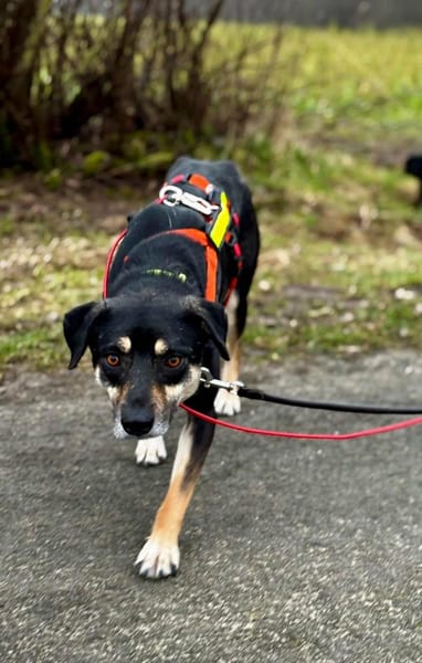 Elke - eine sensible Begleiterin