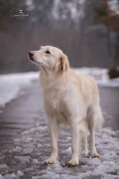 HEIDI -berührende Seelenhündin-