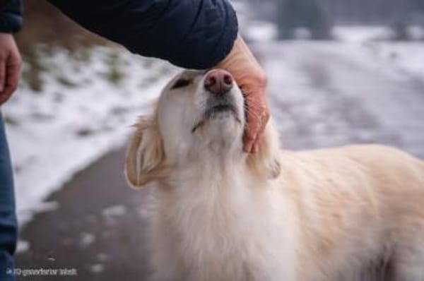 HEIDI -berührende Seelenhündin-
