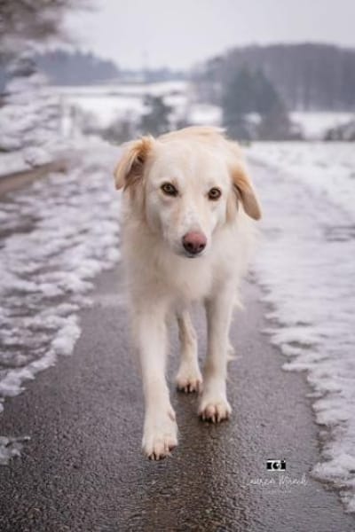 HEIDI -berührende Seelenhündin-